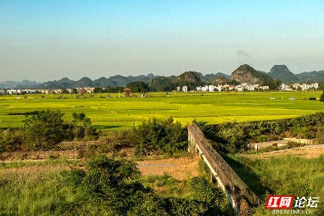 秋游时刻丨向稻浪深处出发：奔赴田心村，将秋日收藏成诗