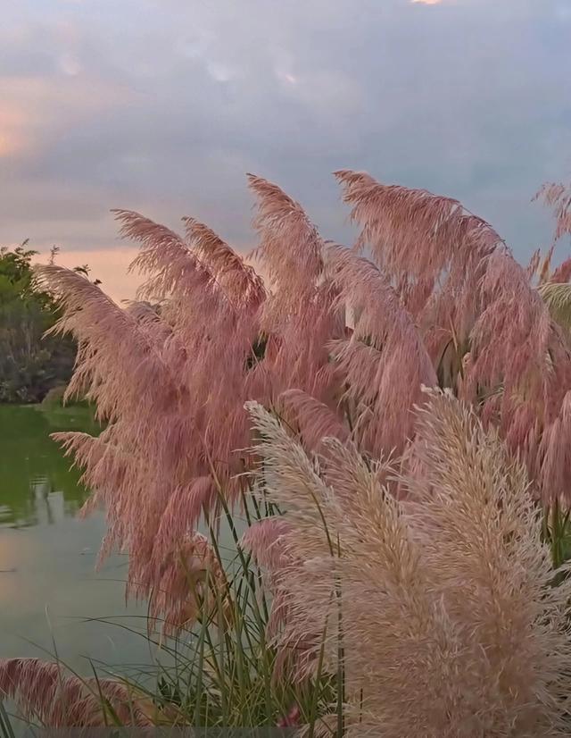 昆明草海隧道公园陷入彩霞般的芦苇海，一年最美的风景来啦