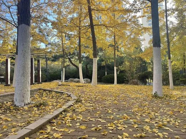 辽宁一地“落叶缓扫”，打造“叶景打卡地”！