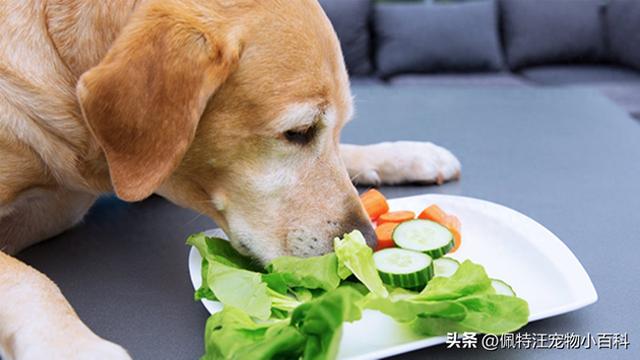 金毛可以当土狗养吗（金毛当土狗养不喂狗粮可以吗）