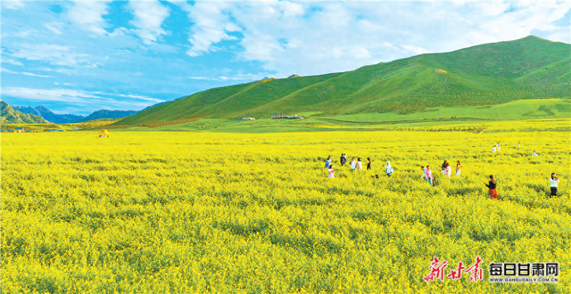 民乐县扁都口景区万亩油菜花进入盛花期