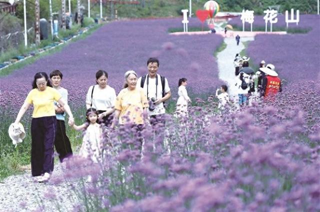 紫色花海醉游人
