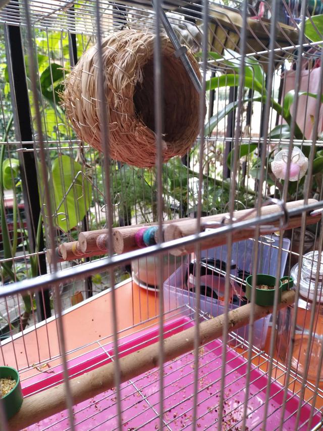 鹦鹉逃脱攻略（鹦鹉逃脱）