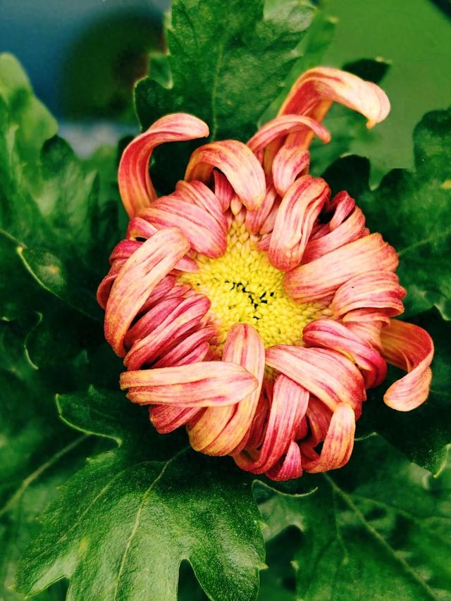 重阳紫竹院，菊香漫园