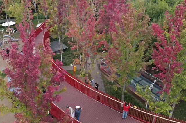 幸福林带枫叶美景