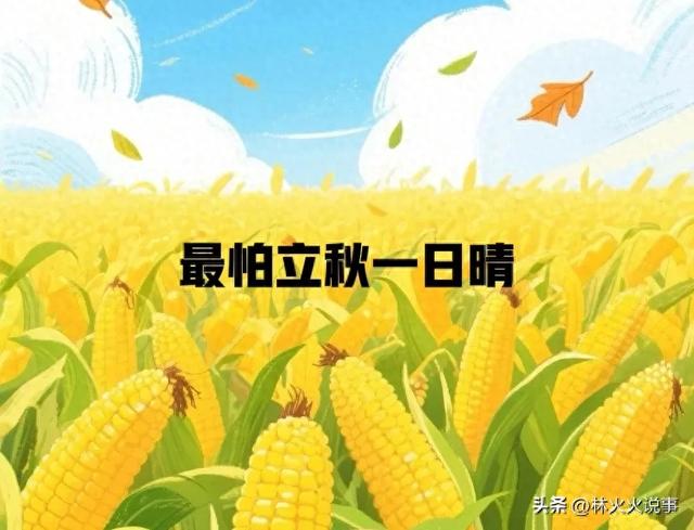 今日立秋，老人说最怕“立秋一日晴”，立秋天晴有啥预兆？