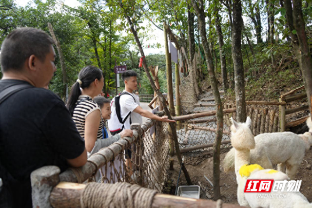 宜章莽山：“萌宠”狂欢嗨翻暑期