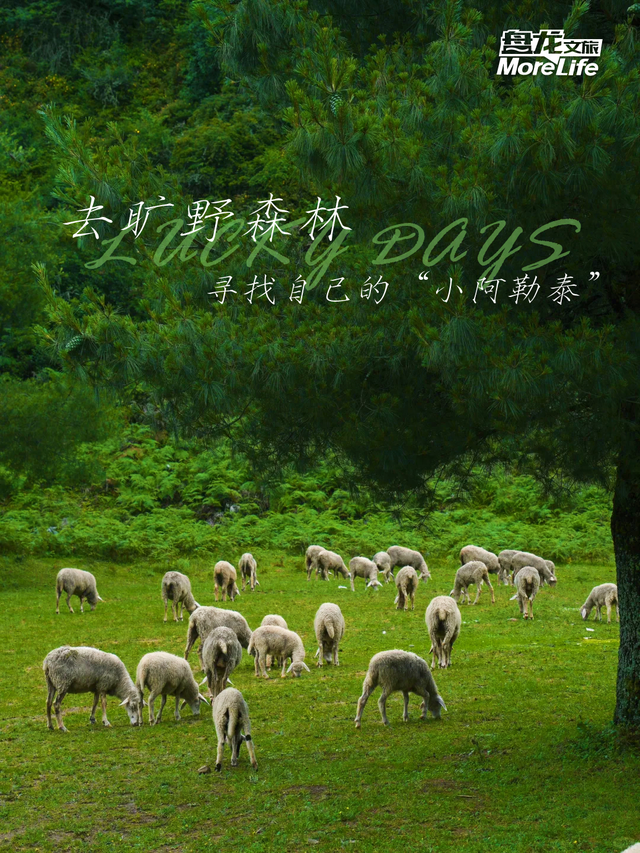 藏着自然的无尽温柔与浪漫！来盘龙大哨森林，我“氧”你啊！