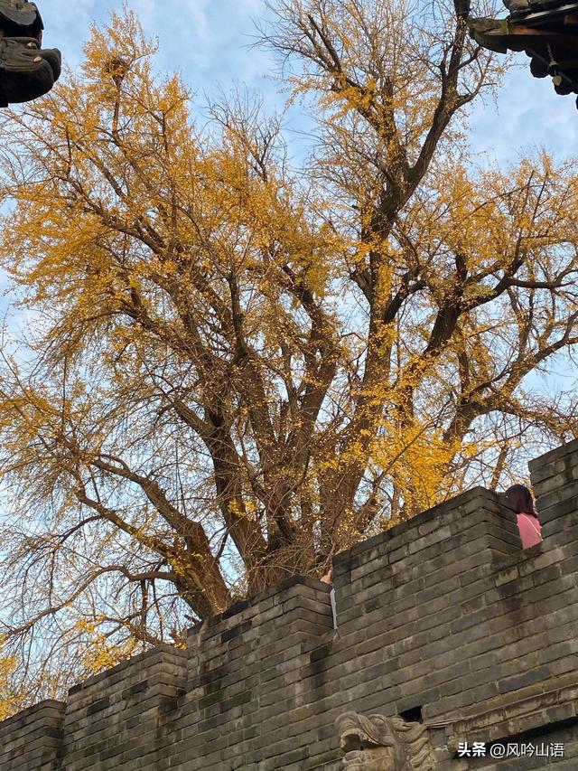 游古观音禅寺，观千年银杏树