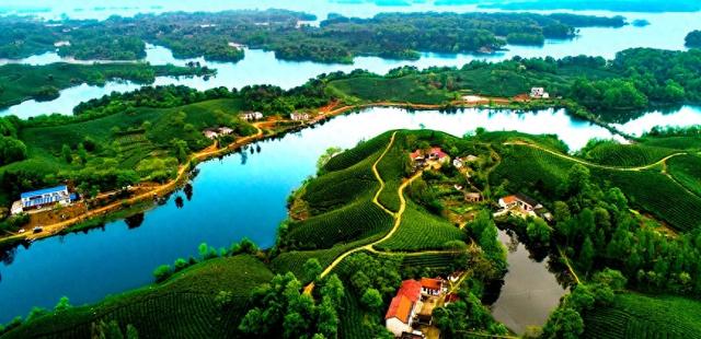 信阳浉河区：法治护航 毛尖飘香