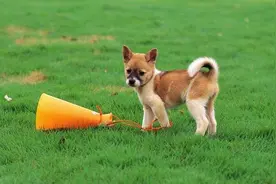 狗狗呕吐应该吃什么药？该如何治疗？图片