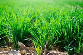 给小麦撒尿素过一夜才下雨，还有肥效吗？该怎么办？图片