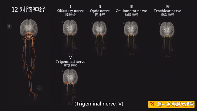 医学生必看！3分钟速记12对脑神经