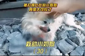 小狗狗被人打得吐血，是谁这么残忍，如此虐待一只可爱小奶狗图片