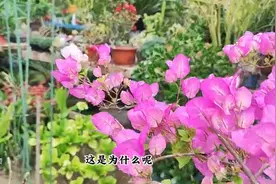 三角梅“漳州红樱”，勤花又漂亮，一棵能开多种颜色，一年...图片