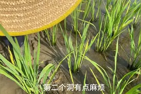 我爸抓了二十多年的黄鳝，他说黄鳝是越来越少了图片