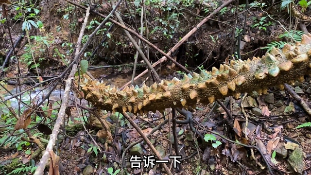 树上缠着一条20多米的过山龙，很多人一辈子没见过，拍给大家看看