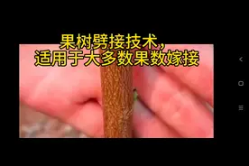 分享果树劈接技术，适用于大多数果树嫁接！喜欢的看过来！图片