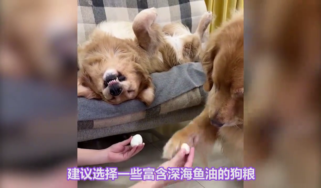 金毛一生的五个阶段