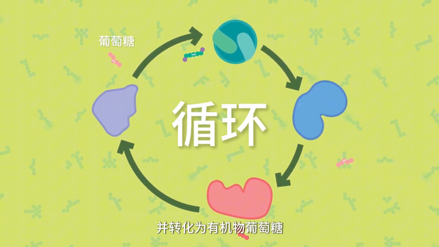 2分钟给你讲明白光合作用 在学校2年半都没搞懂的光合作用