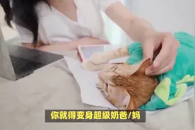 劝告：普通人真的不要养猫，原因很现实！图片