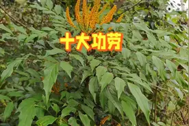 肝的守护者？功劳木成泡茶新宠再不是秘密，很多懂的人都在喝！图片