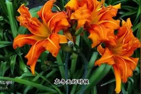 一款“耐寒花”，耐旱又耐热，入夏持续开不停，花大又漂亮图片
