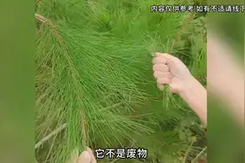 农村常见的松针，用它煮水加上各种中草一起来泡头，你知道...图片