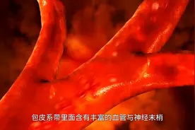 你一定不知道的秘密，男性竟然也有“处男膜”？ #科普一下图片