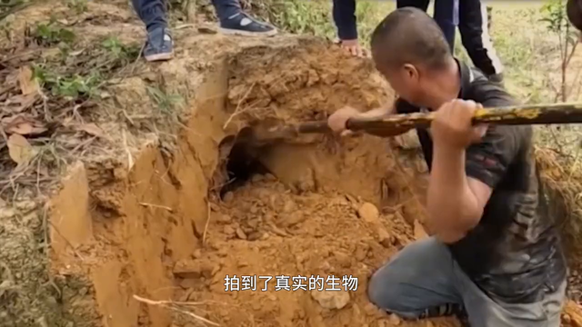 国外网友抓到哥布林？中国拍到奥特曼里的怪兽？揭开事情的真相