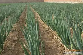 大葱移栽时需注意什么？移栽后又该如何管理？图片