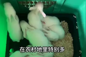 小兔12天啦，都开眼睛了#每天分享养殖技术和经验图片