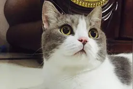 猫咪会认识离开它很久的主人吗？图片