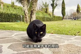 民间传说黑猫拦路的说法图片