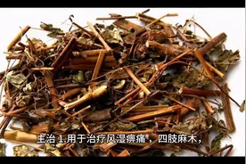 豨莶草——祛湿通络，清热解毒图片