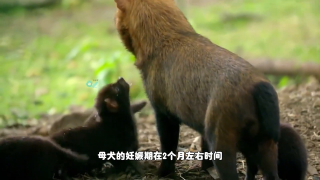 南美稀有的水狗，体重仅有7公斤，却能猎杀250公斤的猎物