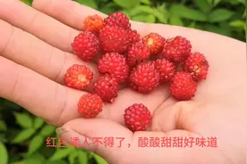 野草莓（内容仅供参考） #植物百科图片