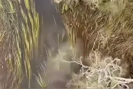 直升机在亚马逊拍到疑似巨型森蚺图片