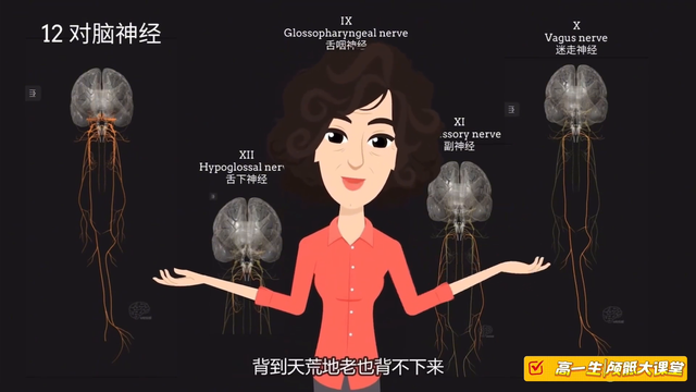 医学生必看！3分钟速记12对脑神经