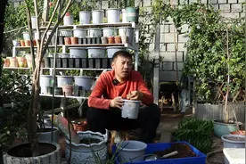 一款重瓣百合，不仅开花大，而且香味足，种球年年复花图片