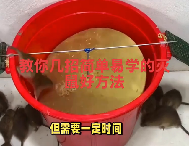 家里进了老鼠不用慌，教你几招简单易学的灭鼠好方法