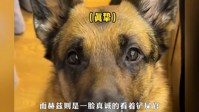 全网唯一一只因为智商太低被退货的狗，真的搞笑！