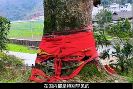 贵州大山发现一颗金丝楠木，树龄超过了2000年，你猜它...图片