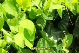 广西野菜排名之第一位-赤苍藤图片