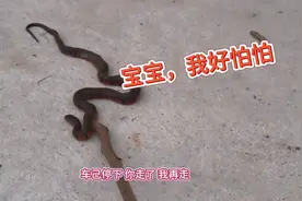 古人云：晚上见蛇有财可得，万物皆有灵图片