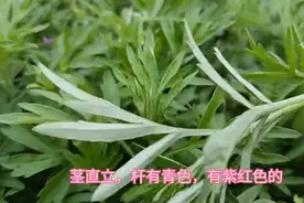 白蒿，一种和艾草相似的植物，还有人说它是茵陈，你了解多少图片