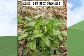 爱了爱了，快来看看辽宁地区常见的山野菜你认识几种？感恩...图片