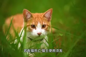 民间灵异故事：宁德霞浦野猫岭传说图片