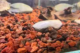 中华草龟深水养需谨慎图片