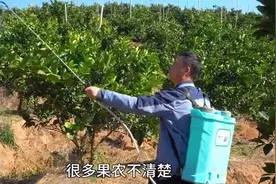 柑橘冒芽后 药怎么打？主要防三虫两病图片